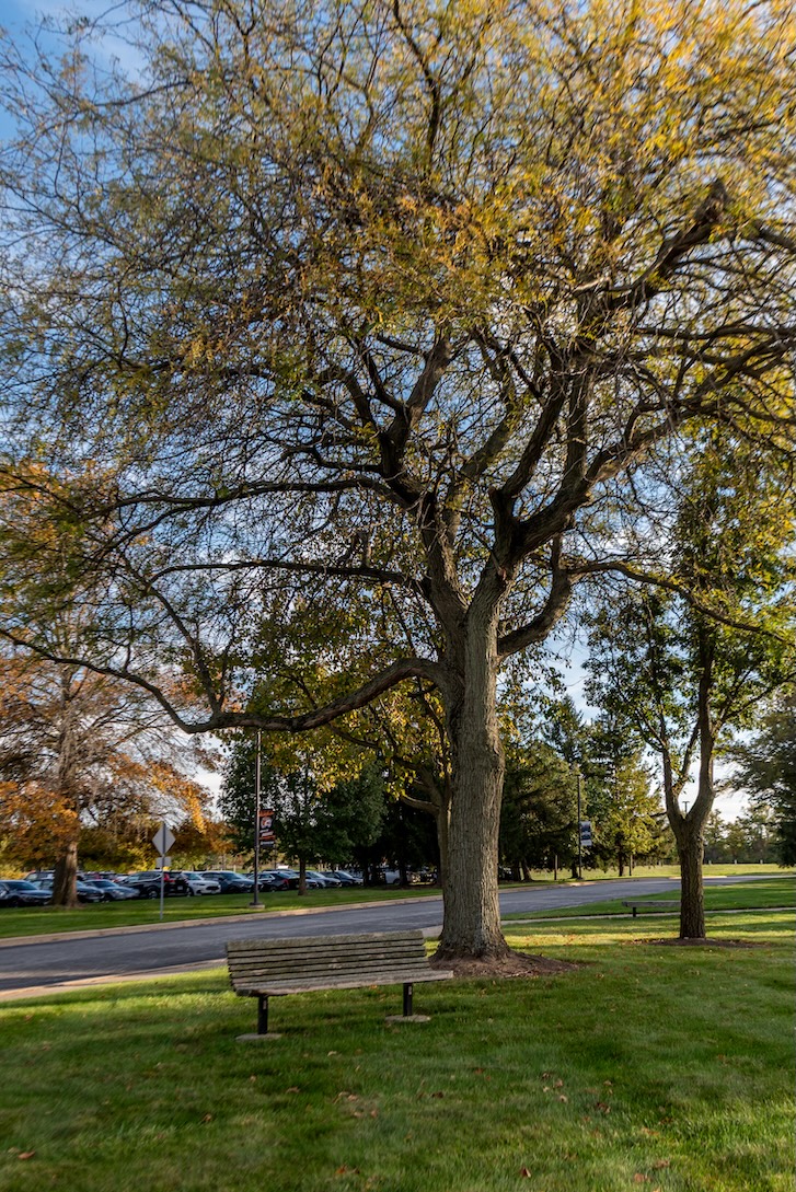 Thornless Honeylocust